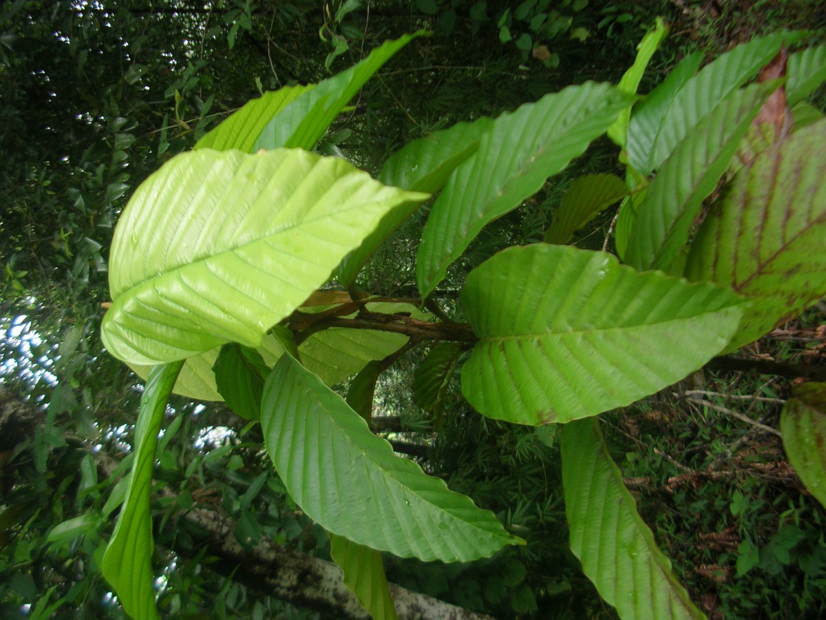 Dipterocarpus glandulosus 